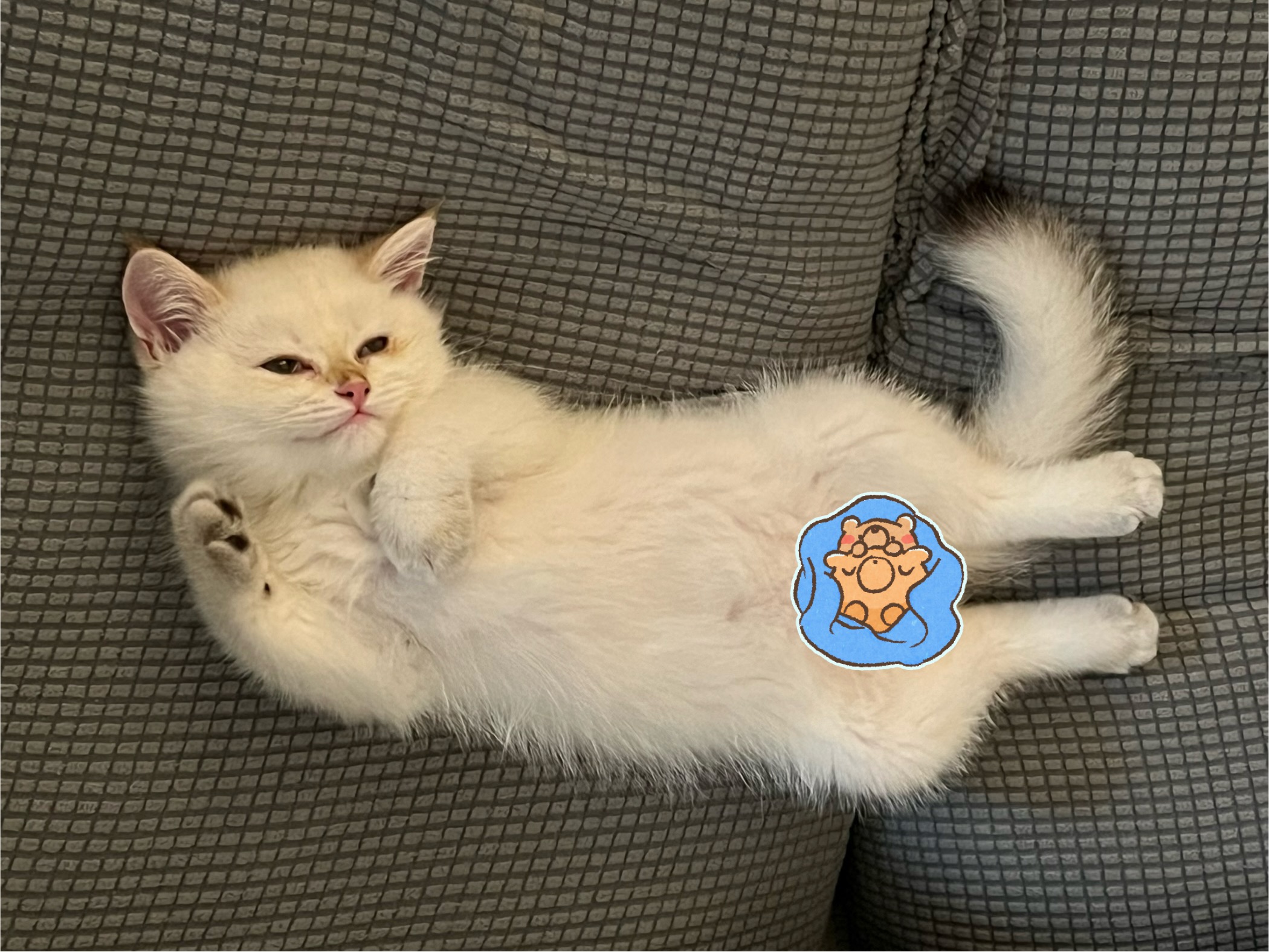 Our Cat