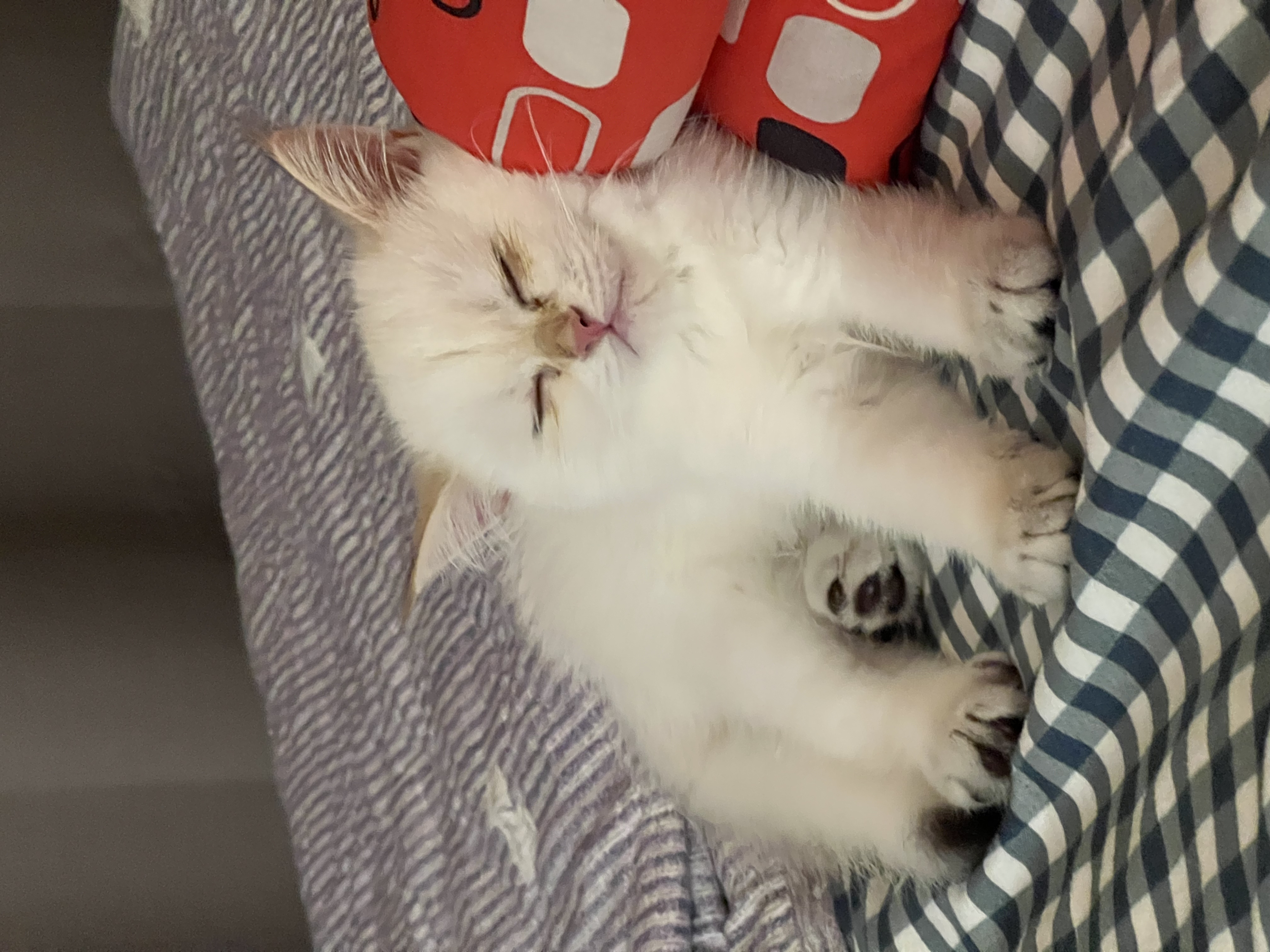 Fries the cat 2