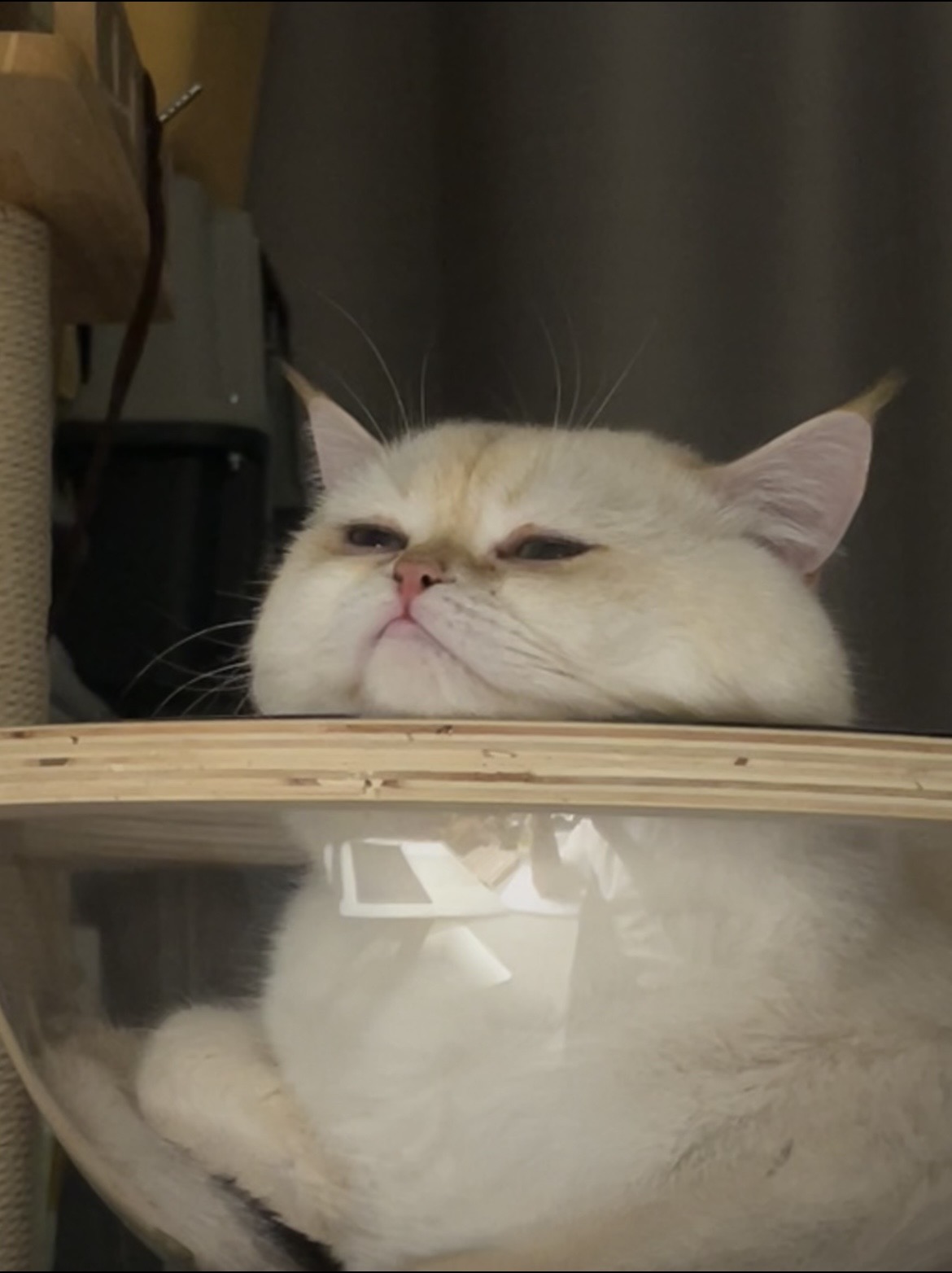 Fries the cat 3
